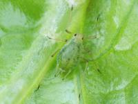 Puceron de la digitale (Aulacorthum solani)_4