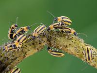 Chrysomèle rayée du concombre (Acalymma vittatum)_6