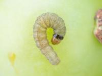 Tordeuse de la vigne (Paralobesia viteana)_2
