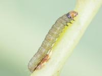 Tordeuse de la vigne (Paralobesia viteana)_5