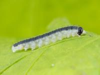 Priophorus brullei_5