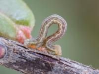 Arpenteuse brune (Speranza brunneata)_1