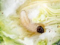 Perceur de la courge (Melittia cucurbitae)_1