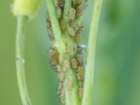 Lipaphis pseudobrassicae_2