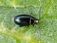 Altise crucifère (Phyllotreta cruciferae)_5