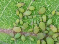 Puceron des spirées (Aphis spiraecola)_1