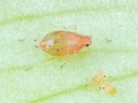 Puceron vert du pêcher (Myzus persicae)_6