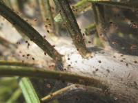 Tétranyque de l'épinette (Oligonychus ununguis)_3
