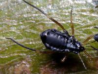 Puceron du sapin (Cinara curvipes)_2