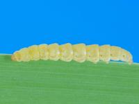 Ochsenheimeria vacculella_1