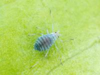Acyrthosiphon lactucae_5