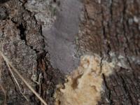 Fulgore  tacheté (Lycorma delicatula)_8