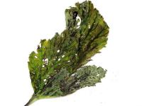 Framboise - Chrysomèle du fraisier (Paria fragariae)_1