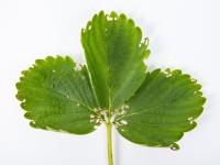 Framboise - Chrysomèle du fraisier (Paria fragariae)_3