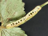 Fraise - Diastrophus fragariae_3