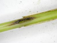Blé - Mouche de Hesse (Mayetiola destructor)_1
