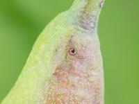 Poire - Charançon de la pomme (Anthonomus quadrigibbus)_4