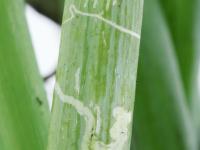 Oignon sec - Mouche mineuse américaine (Liriomyza trifolii)_1