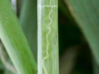 Oignon sec - Mouche mineuse américaine (Liriomyza trifolii)_2