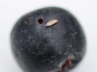 Aronie à fruits noirs - Drosophile à ailes tachetées (Drosophila suzukii)_1