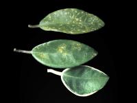 Hoya - Virus de la tache nécrotique de l'impatiente (INSV)_3