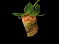 Fraise - Carence en bore