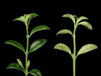 Plantes rouge à lèvre - Virus de la mosaïque de la tomate (ToMV)