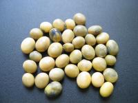 Soya - Désordre physiologique