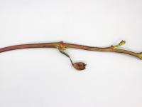 Vigne (raisin) - Carence en bore (B)_1