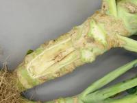 Brocoli - Carence en bore