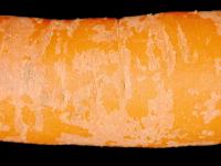 Carotte - Humidité relative basse