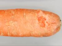 Carotte - Gel