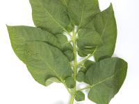 Pomme de terre - Polluant gazeux