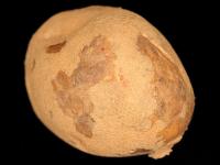 Pomme de terre - Pelage de l'épiderme