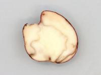Pomme de terre - Gel en entrepôt
