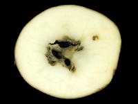 Pomme de terre - Coeur noir
