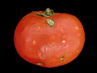 Tomate - Grêle