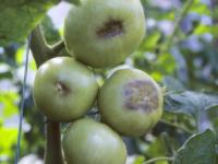 Tomate - Carence en calcium