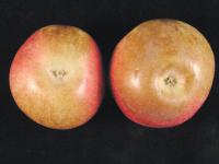 Pomme - Échaudure