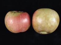 Pomme - Échaudure