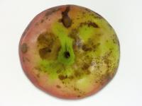 Pomme - Dégradation des lenticelles