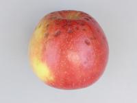 Pomme - Tache amère
