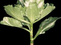 Kalanchoés - Virus de la tache nécrotique de l'impatiente (INSV)