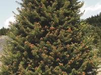 Arbres de Noël (sapins) - Gel printanier