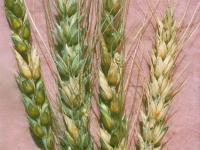 Blé - Fusariose de l'épi (Fusarium graminearum)_2
