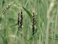 Blé - Charbon nu (Ustilago tritici)_3