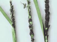 Blé - Charbon nu (Ustilago tritici)_4