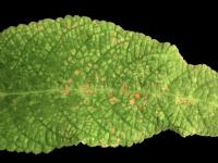 Streptocarpes - Virus de la tache nécrotique de l'impatiente (INSV)