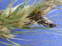 Blé - Ergot (Claviceps purpurea)_3