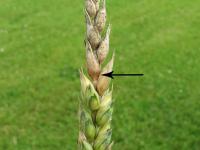 Blé - Fusariose de l'épi (Fusarium graminearum)_4